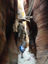The power of the water that flows through these canyons (into Middle Echo), to wedge this tree in sideways!